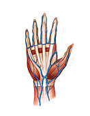 Venous system of the hand,artwork