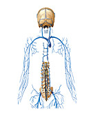 Venous system of vertebral venous plexus