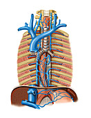 Venous system of the oesophagus,artwork