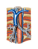 Venous system of the chest,artwork