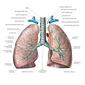 Lymphoid system of the lungs,artwork