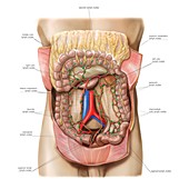 Small intestine lymphoid system,artwork