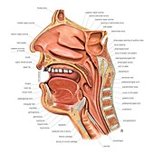 Oral cavity and Pharynx,artwork