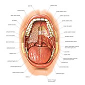 Oral cavity,artwork