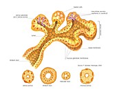 Submandibular salivary gland,artwork