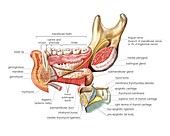 Tongue,oral floor and neck,artwork
