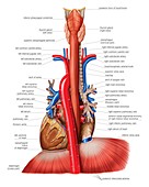 Oesophagus and mediastinal tract,artwork