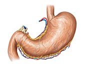 Stomach vasculature,artwork