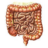 Small intestine,artwork