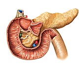 Small intestine,duodenum,artwork