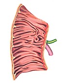 Duodenal mucosa relief,artwork
