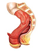Large intestine,rectum and anus,artwork
