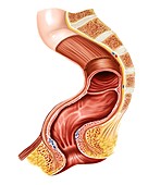 Large intestine,rectum and anus,artwork