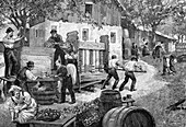 Pressing apples,19th century artwork