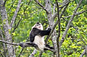 Dominant male Yunnan snub-nosed monkey