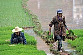 Rice Cultivation in Yunnan Province