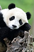Portrait of a juvenile Giant Panda