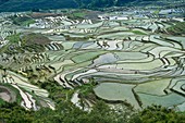 Duoyishu Hani Rice Terrace near Yuanyang