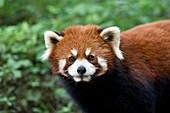 Red Panda portrait