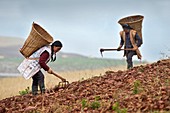 Female farm workers harvesting potatoes