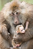 Tibetan Macaque male holding an infant