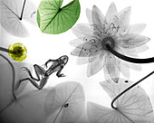 Frog and water lilies,X-ray