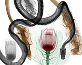 Python and protea flower,X-ray