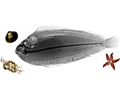 Sole fish,X-ray