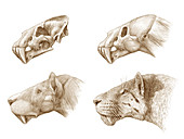 Homotherium sabre-toothed cat