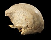 Hominin skull from Sima de los Huesos