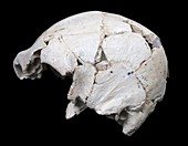 Hominin skull from Sima de los Huesos