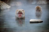 Japanese macaques in a hot spring