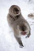 Japanese macaque and young
