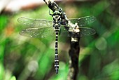 Male golden-ringed dragonfly