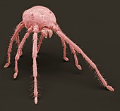 Predatory mite,SEM