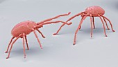 Predatory mites,SEM