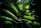 King fern (Ptisana salicina)