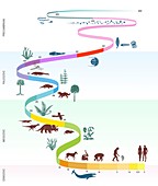 Geological timescale and life