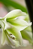 Green and white amaryllis (Hippeastrum)