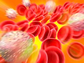 Blood cells