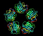 C-reactive protein,molecular model