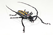 Longhorn beetle,glass sculpture