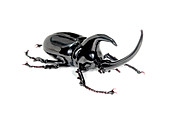 Rhinoceros beetle,glass sculpture