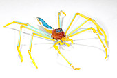 Spider,glass sculpture