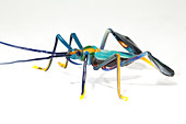 Glass insect,sculpture