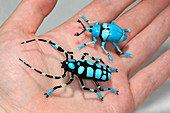Beetles,glass sculpture
