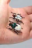 Beetles,glass sculpture