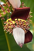 Banana palm flower (Musa hybrid)