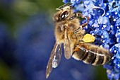 Honeybee collecting pollen