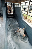 Cattle in tick treatment bath